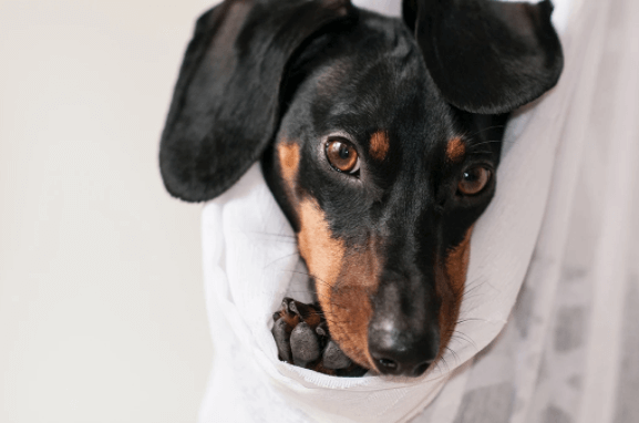 Problem Solver Dog BellyDog™ Problem-Solving Products for Dogs