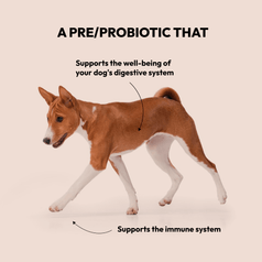 Unterstützung Prä & Probiotik